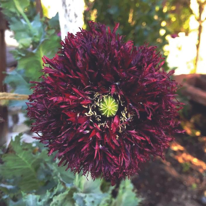 Black Swan Poppy flower from MIgardener, showcasing dark, vibrant petals and lush green foliage.