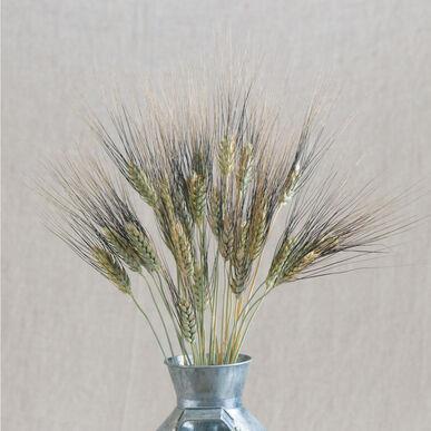 Black Tip Wheat flower by MIgardener featuring dark-tipped wheat stalks with green leaves and a clear sky background.