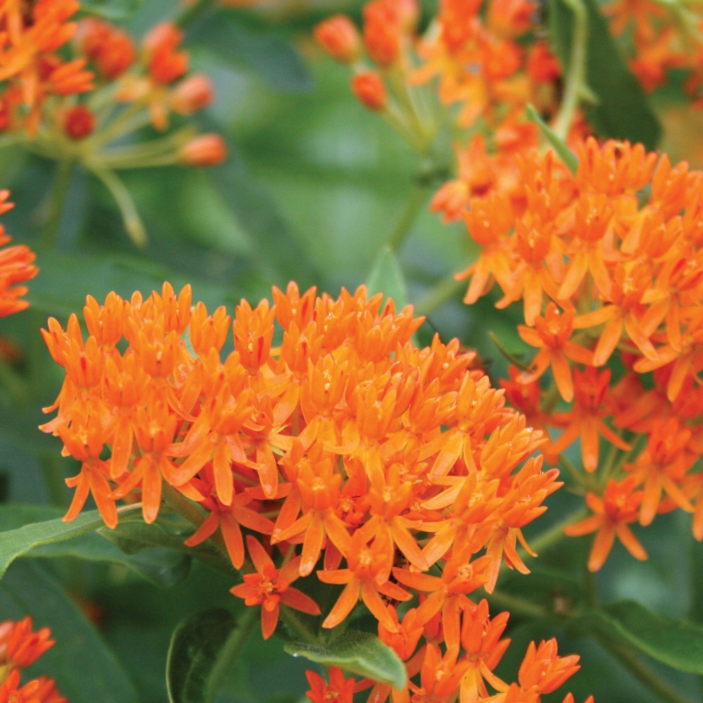 Bright orange Butterfly Milkweed flower from MIgardener, showcasing vibrant petals and green foliage.