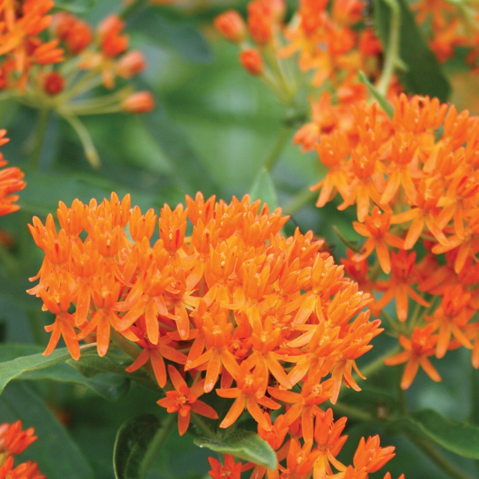 Bright orange Butterfly Milkweed flower from MIgardener, showcasing vibrant petals and green foliage.
