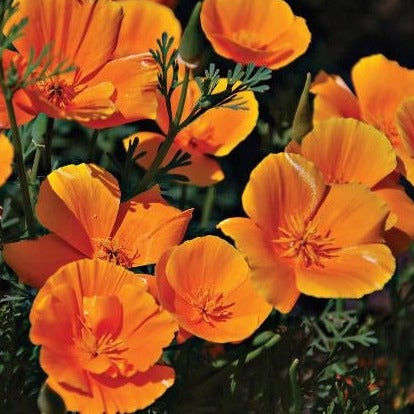 Bright orange California Poppy flower from MIgardener with delicate petals and green foliage.