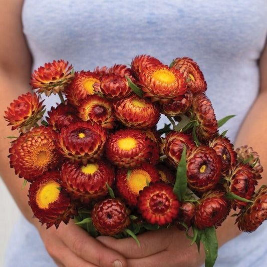 Copper red strawflower from MIgardener with vibrant, papery petals and green foliage, showcasing its unique color and flower structure.