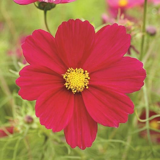 Bright red Dazzler Cosmo flower from MIgardener with vibrant petals and lush green foliage.