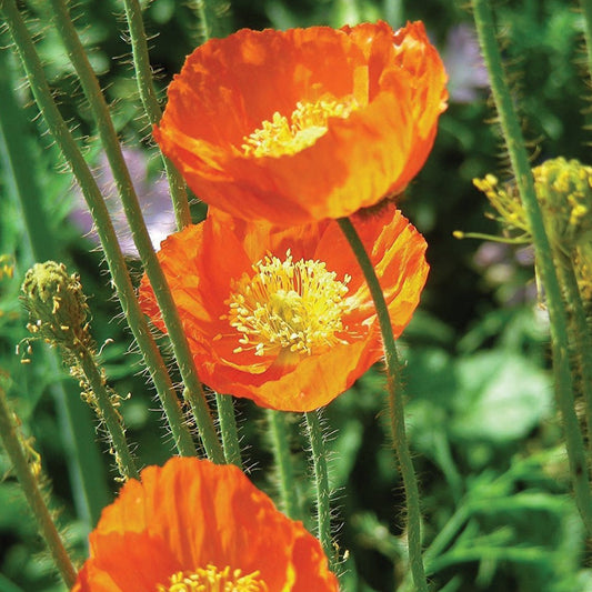 Bright Iceland's Finest Poppy flower by MIgardener with vibrant red petals and green foliage.