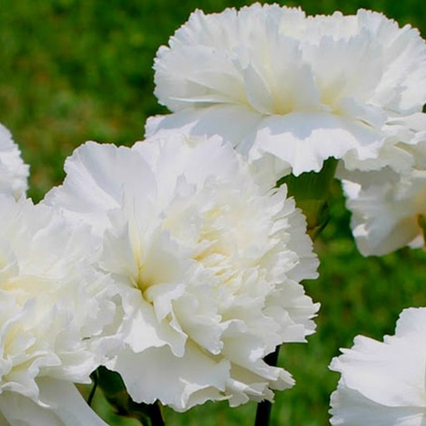 Bright Jeanne Dionne carnation flower from MIgardener with ruffled pink petals and lush green leaves.