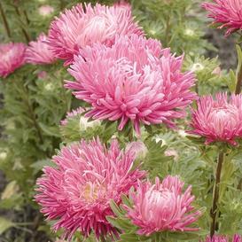 Bright Jewelaster Rose Aster flower from MIgardener with vibrant pink petals and green foliage.