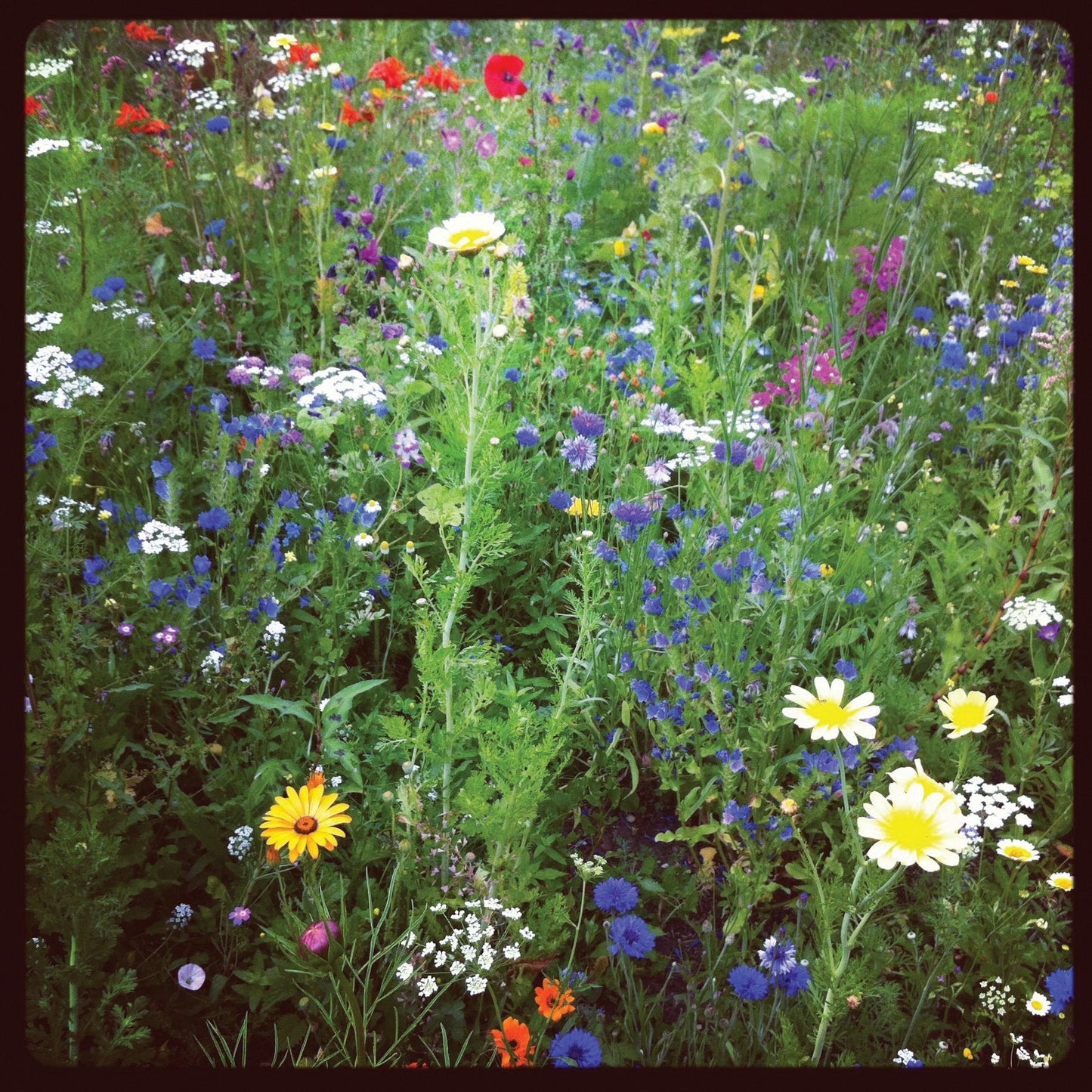 Colorful lowland wildflower mix by MIgardener featuring a variety of vibrant wildflowers in a natural garden setting.