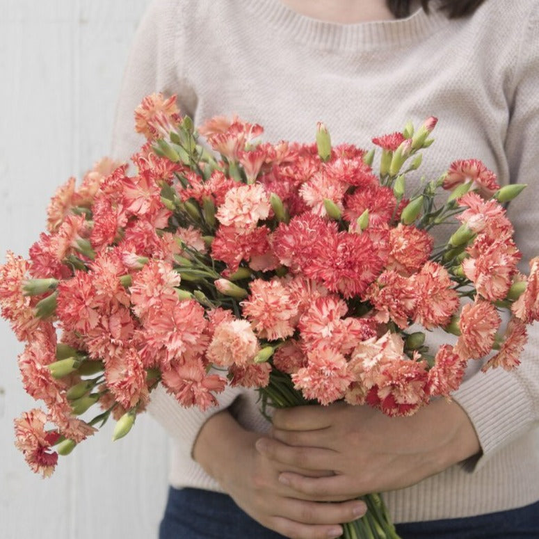 Bright orange Sherbert Carnation flower from MIgardener with ruffled petals and green foliage.