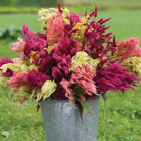 Bright yellow Pampas Plume Celosia flower with feathery plumes, grown by MIgardener, showcasing vibrant color and delicate texture.