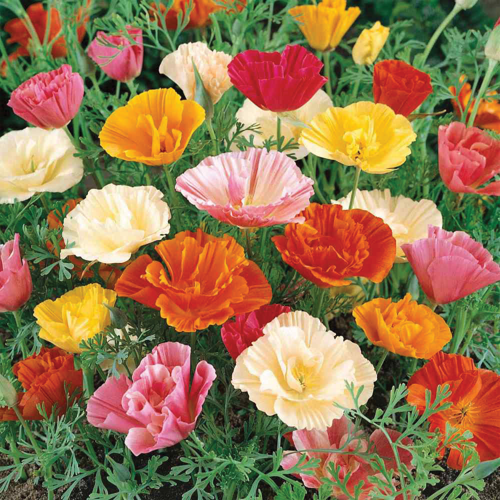 Colorful Papaver Poppy Mix flower bouquet from MIgardener featuring vibrant poppies in various shades.