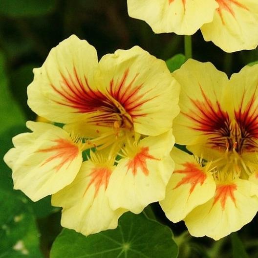 Peach Melba Nasturtium flower by MIgardener with vibrant peach and orange petals and green foliage.