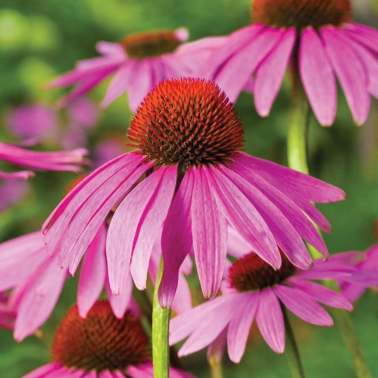 Purple Coneflower (Echinacea) flower from MIgardener with vibrant purple petals and a prominent central cone.