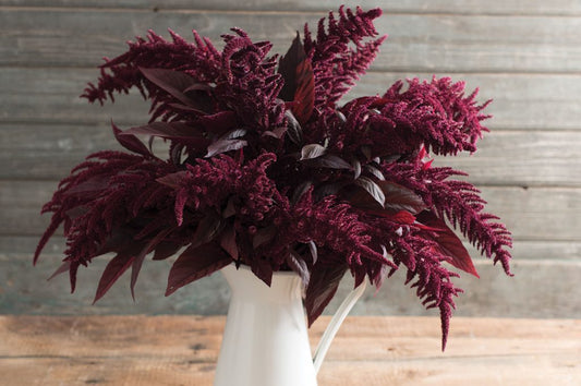 Red Spike Amaranth flower by MIgardener showing tall, vibrant red flowering spikes with green foliage.