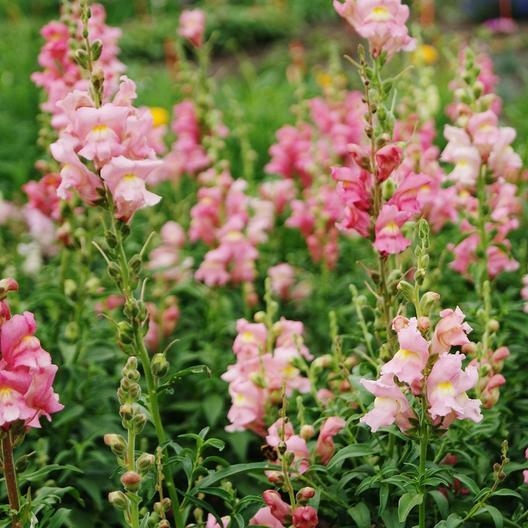 Bright pink rose snapdragon flower from MIgardener with tall, spiked blooms and lush green leaves.