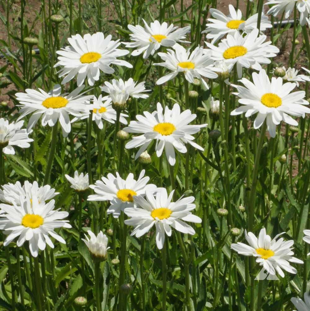 Bright Shasta Daisy-Alaska flower from MIgardener with white petals and yellow center, blooming in a natural garden setting.