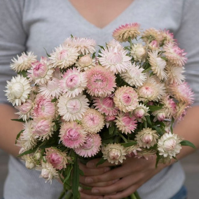 Silvery rose strawflower from MIgardener showcasing its delicate, layered petals and silvery-green foliage.
