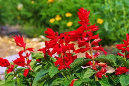 Bright St. John Fire Salvia flower with vibrant red-orange spikes and green foliage, grown by MIgardener.