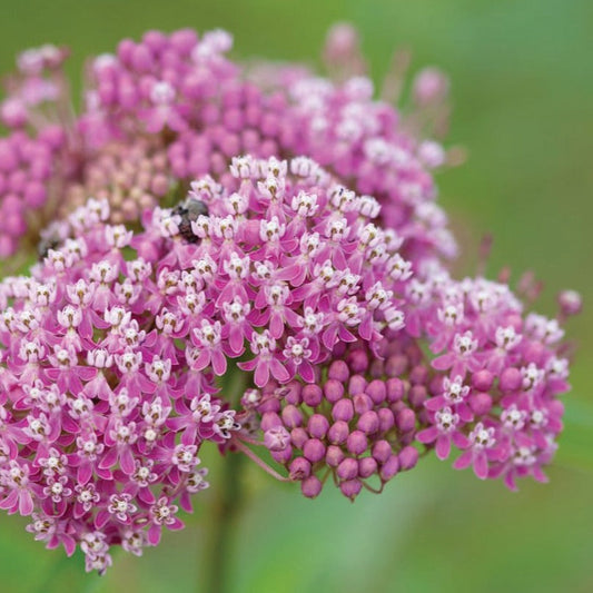 Swamp Milkweed flower by MIgardener showing vibrant pink blossoms with green leaves on a sunny garden background.