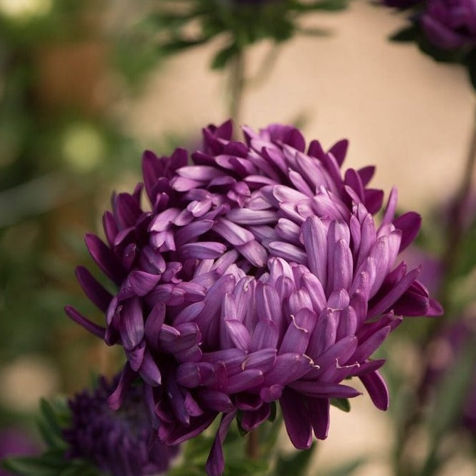 Violet Aster flower from MIgardener with vibrant purple petals and green foliage, close-up of blooming plant.