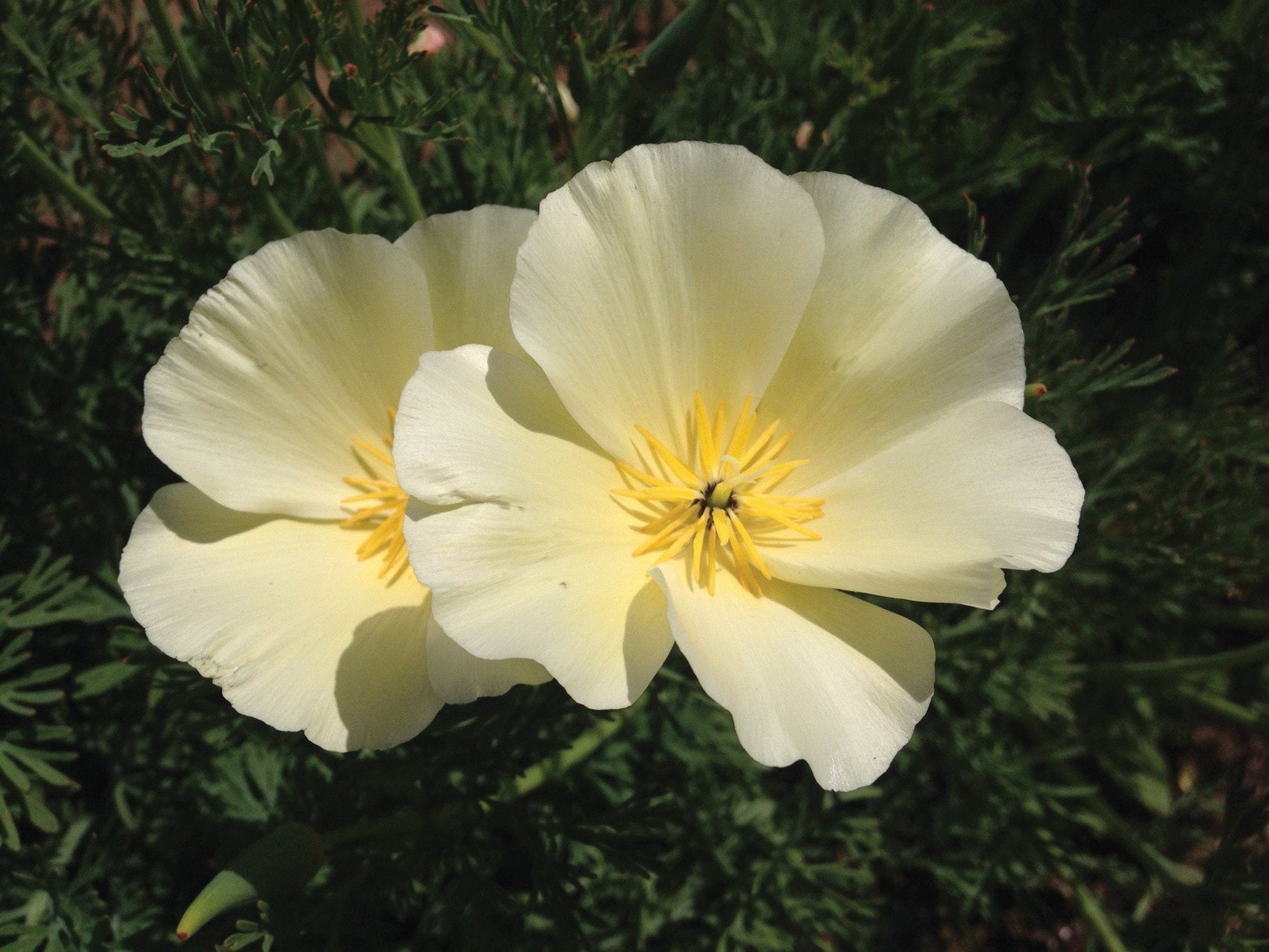 White Linen California Poppy flower by MIgardener with delicate white petals and vibrant orange center, close-up view.