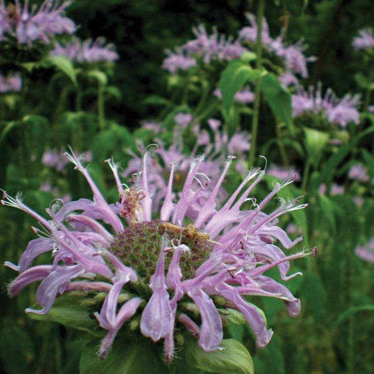 Wild Bergamot Bee Balm flower by MIgardener with vibrant purple petals and green foliage in full bloom