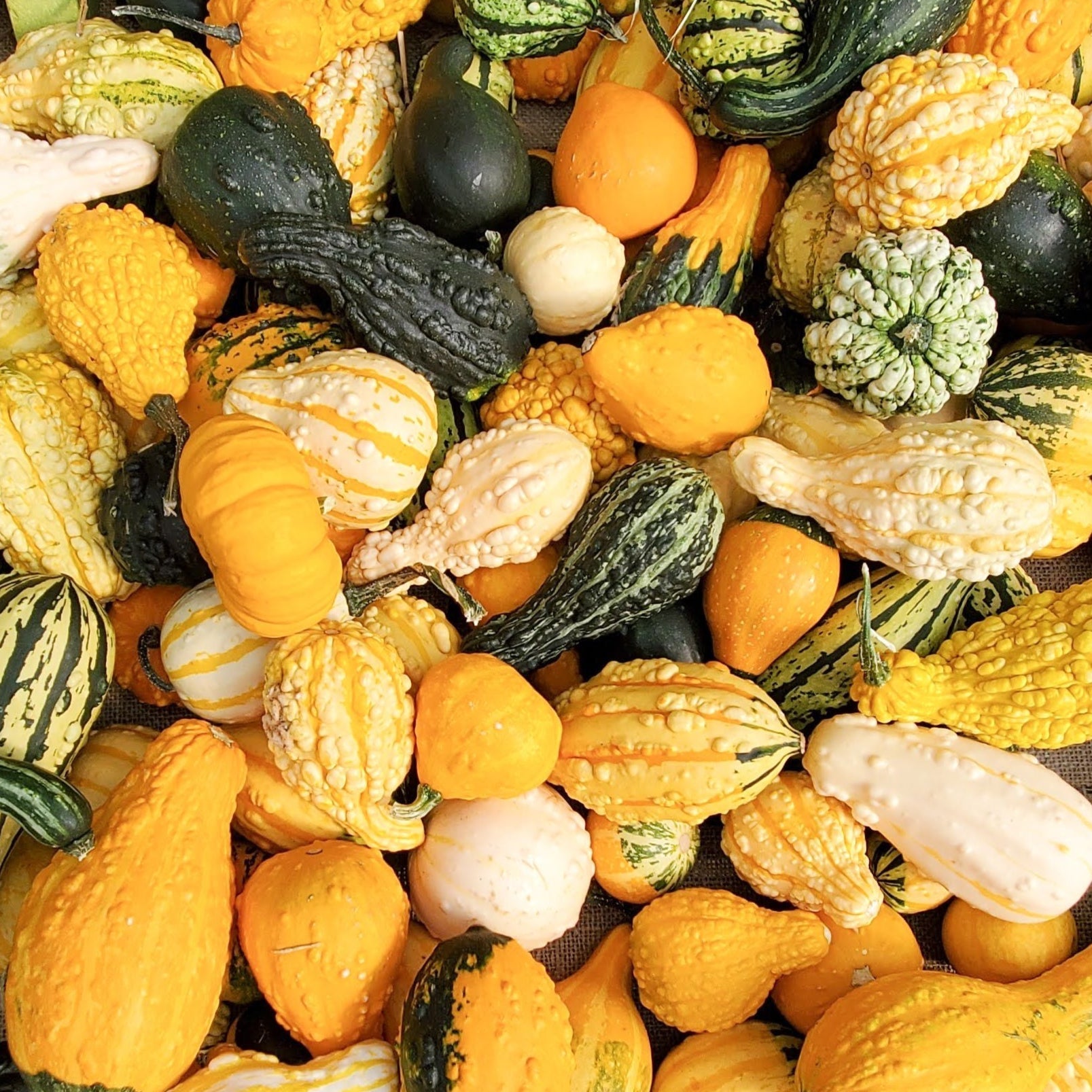 Assorted cornucopia gourds from MIgardener in a colorful mix, showcasing various shapes and sizes for decorative autumn displays.