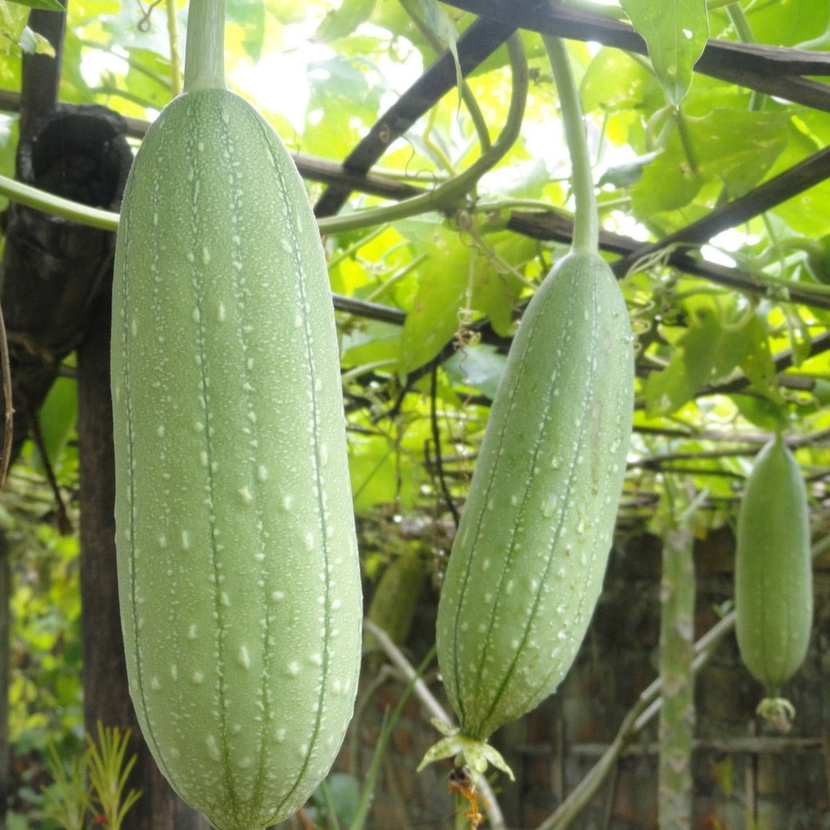 Luffa gourd from MIgardener, showing a green, elongated gourd with textured rind, ready for harvesting or cooking.