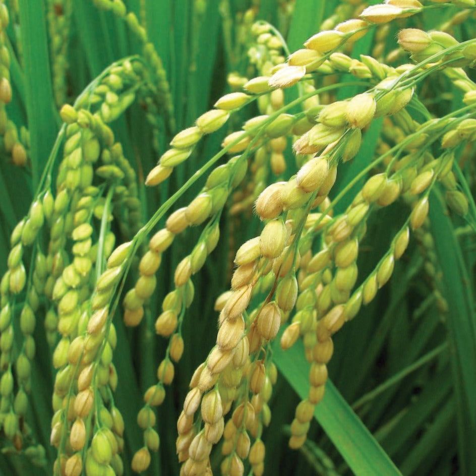 Long grain rice from MIgardener, showing a close-up of light, fluffy grains of rice in a natural setting.