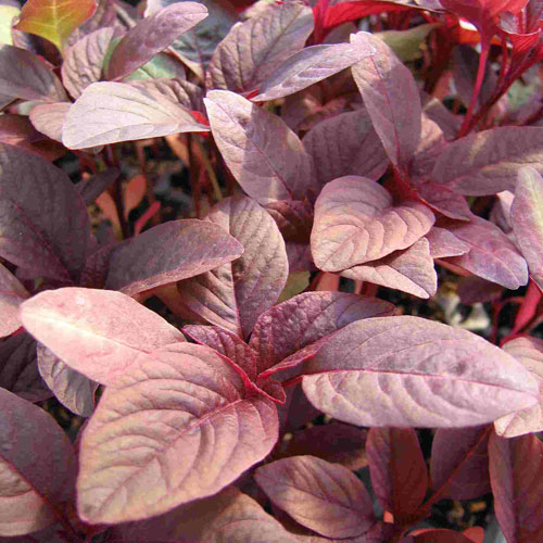 Red Leaf Amaranth grains from MIgardener, close-up of vibrant red and green seeds in a natural setting.
