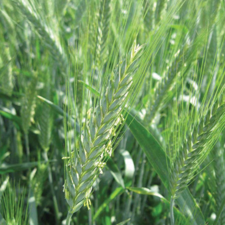 Close-up of MIgardener Triticale grains showing their light brown, elongated kernels on a neutral background.