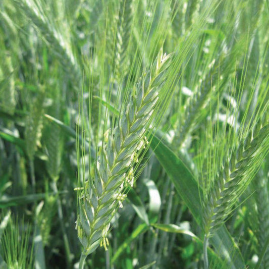 Close-up of MIgardener Triticale grains, showing the textured, light brown cereal grains on a neutral background.