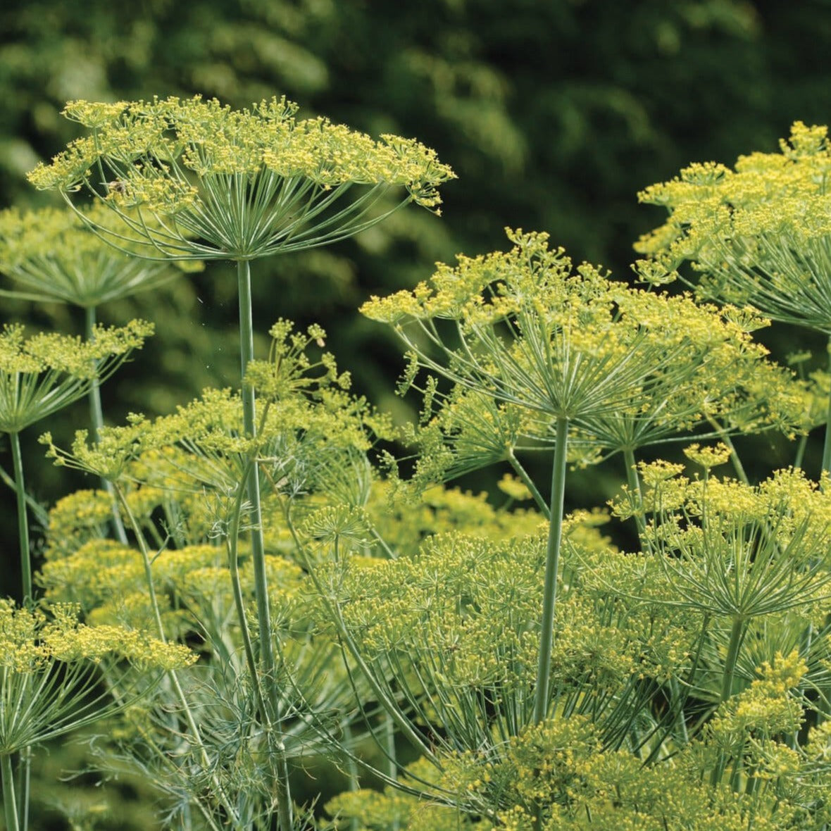 Fresh bouquet of dill herb from MIgardener, showcasing vibrant green feathery leaves for culinary use.
