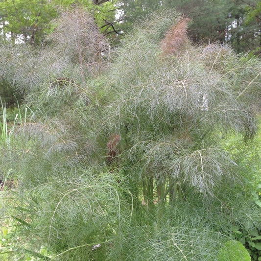 Bronze Leaf Fennel herb with vibrant bronze-colored leaves, grown by MIgardener, shown in a healthy, lush plant.