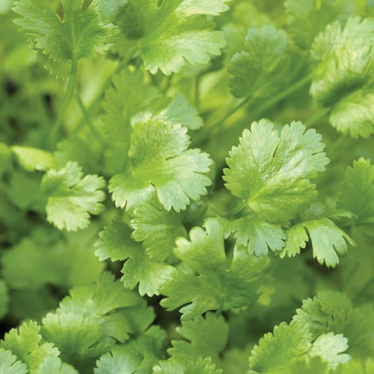 Fresh Calypso Cilantro herb by MIgardener, vibrant green leaves and delicate stems on a white background.