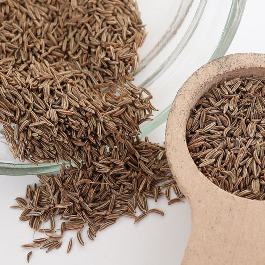 Fresh Caraway herb plant from MIgardener, showing green feathery leaves in a natural setting.