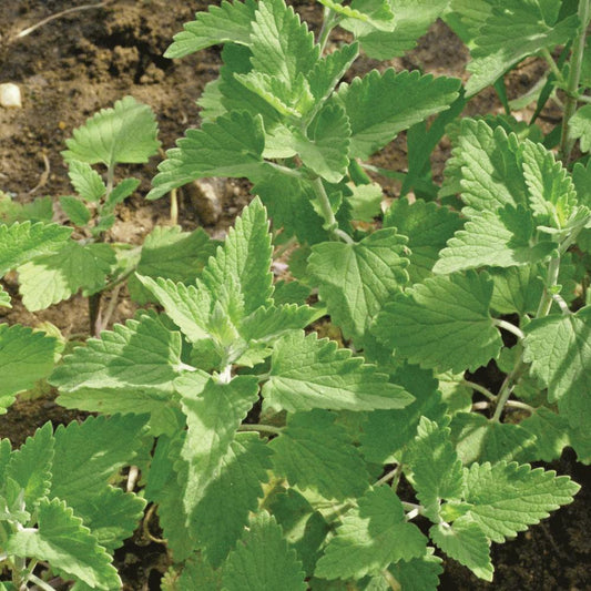 Bundle of MIgardener catnip seeds, organic herb for cats, shown in small packets with green and white packaging.