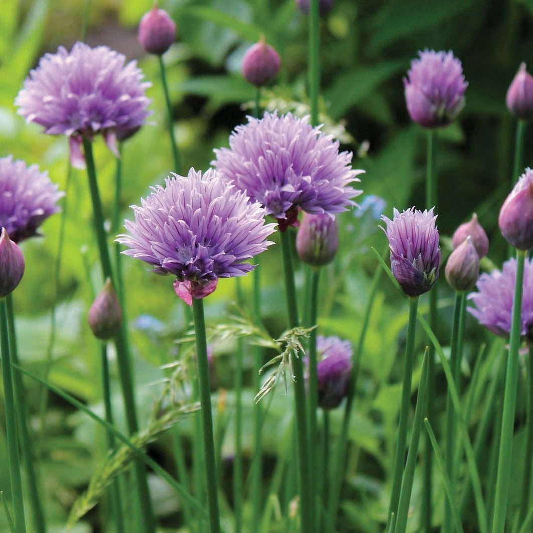 Fresh MIgardener chives herb in a garden setting, displaying lush green stalks and delicate leaves.