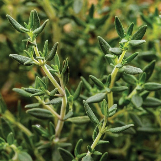 Fresh Common English Thyme herb plant from MIgardener, with green, aromatic leaves on a healthy stem.