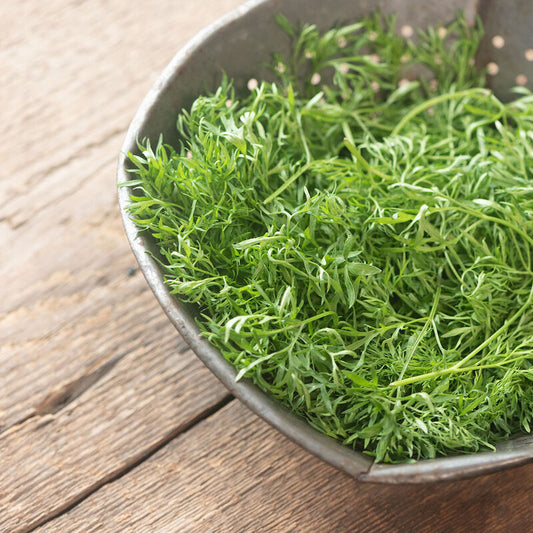 Fresh Confetti Cilantro herb plant from MIgardener, with vibrant green leaves and bushy growth.