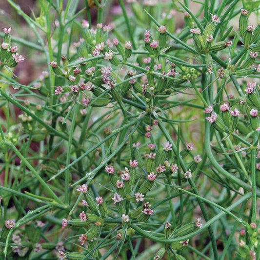 Fresh MIgardener cumin herb plant with green leaves in a pot, ready for culinary use.
