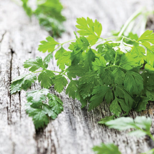 Curled chervil herb plant in a pot, showcasing its curly green leaves, grown by MIgardener for culinary use.
