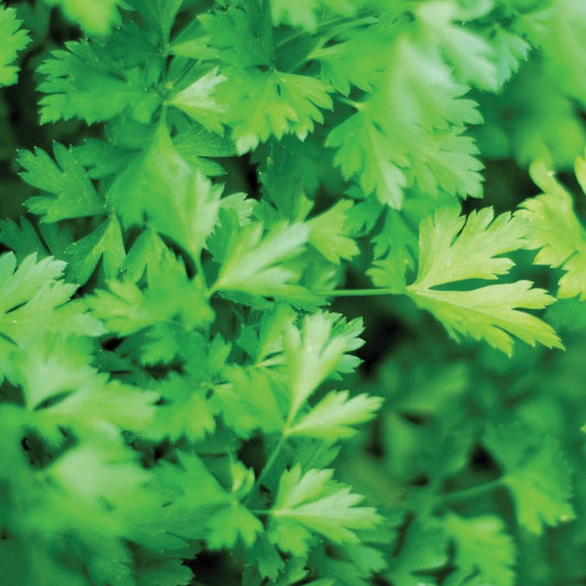Fresh dark green flat leaf parsley herb from MIgardener shown in a close-up image with vibrant leaves.
