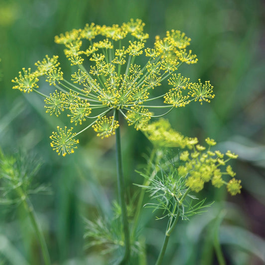 Fresh Dukat dill herb plant by MIgardener, featuring feathery green leaves ideal for culinary use and garnishing.