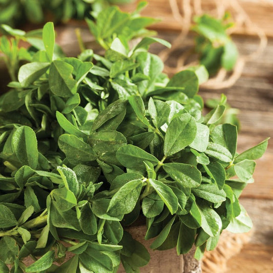 Fresh MIgardener fenugreek herb plant with green leaves, ready for culinary and medicinal use.