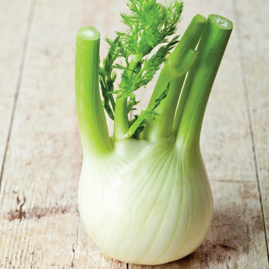 Fresh Florence Fennel herb from MIgardener, showing bright green stalks and feathery leaves on a white background.