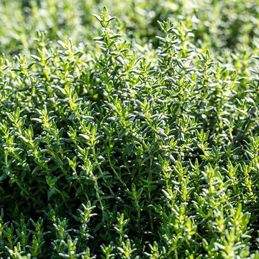 Fresh French thyme herb plant from MIgardener with green leaves and woody stems, ideal for culinary use.