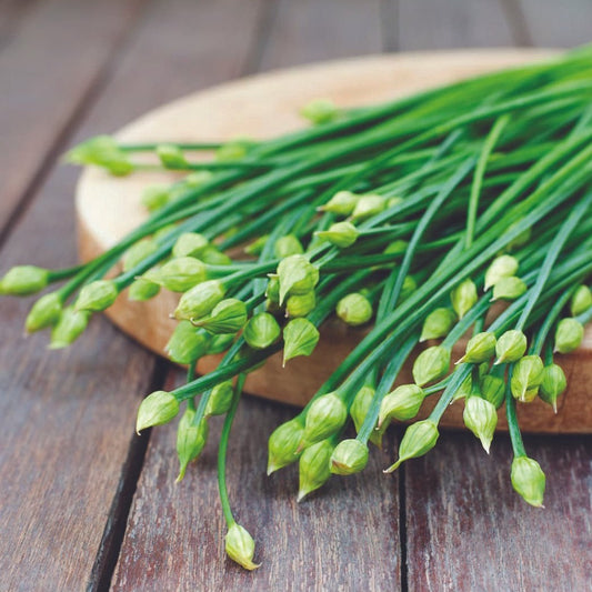 Fresh garlic chives herb plant from MIgardener with green, tubular leaves in a garden setting.