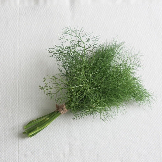 Fresh Grosfruchtiger Leaf Fennel herb from MIgardener with green, feathery fronds and sturdy stalks, ready for culinary use.