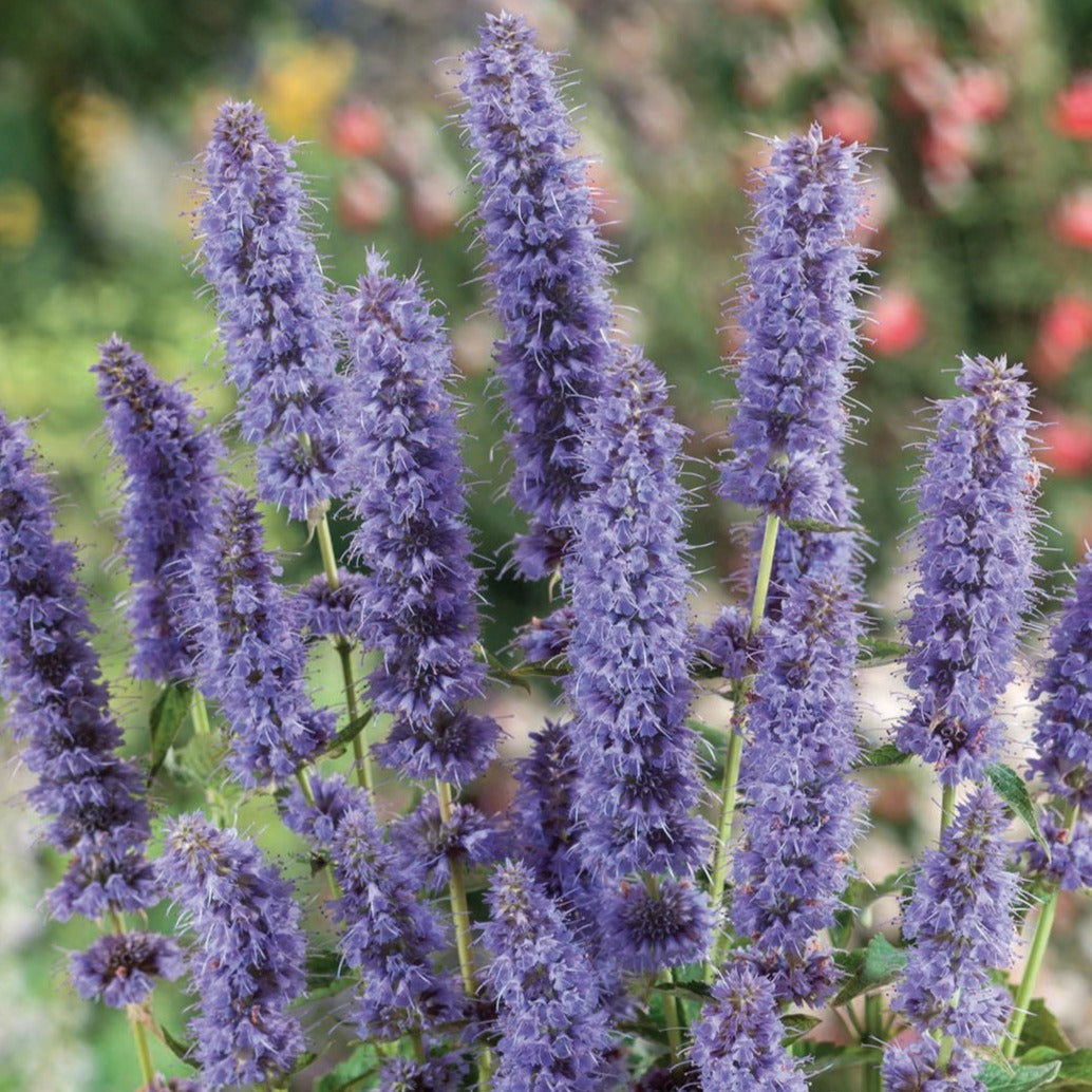 Fresh MIgardener hyssop herb plant with green stems and leaves, ideal for culinary and medicinal use.