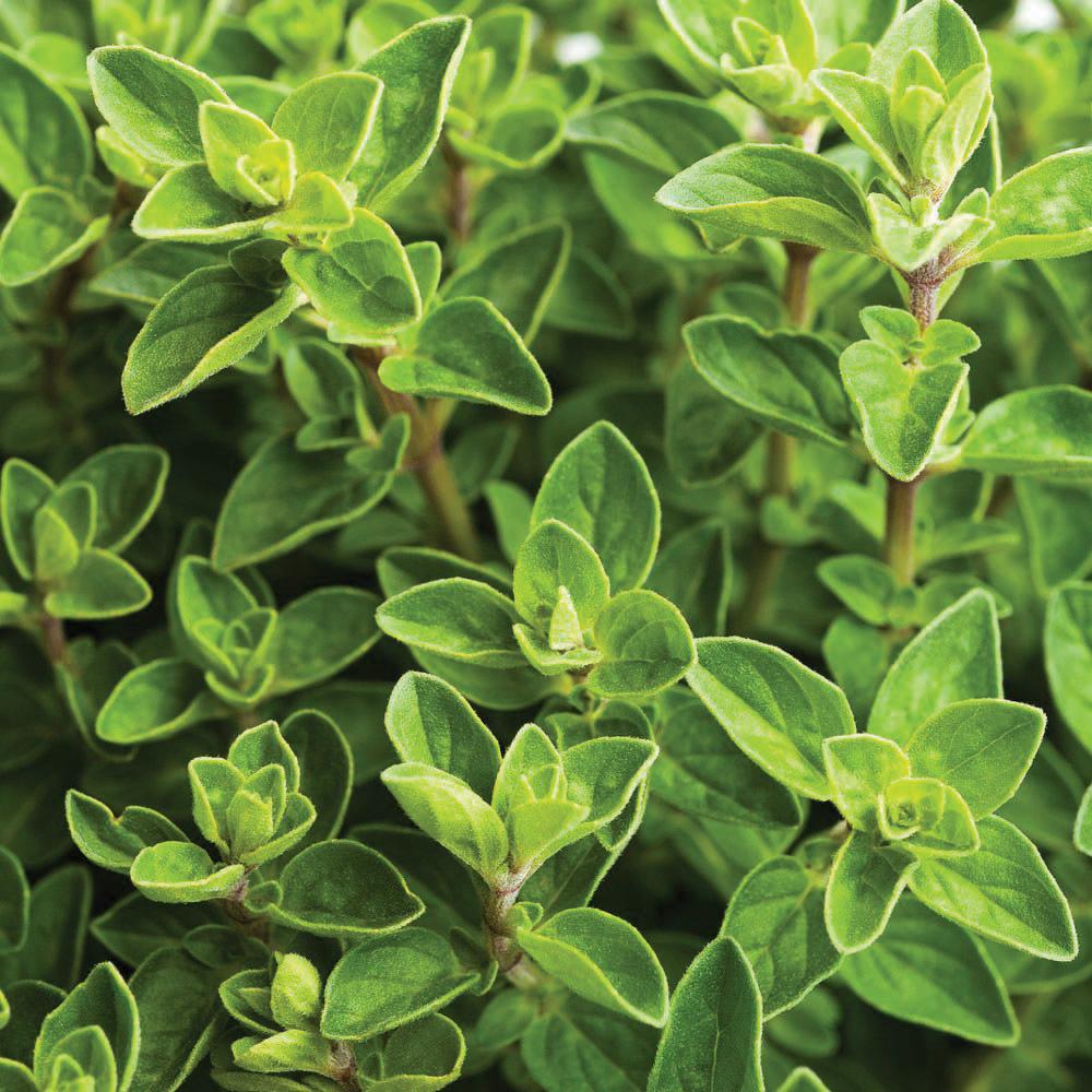 Fresh Italian oregano herb from MIgardener, showing green, leafy sprigs suitable for cooking and seasoning.